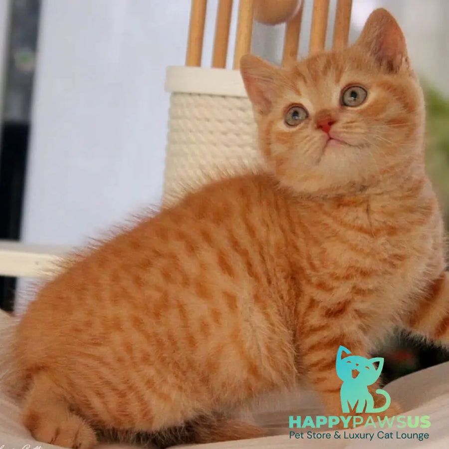 Pablo British Shorthair male red - live animals
