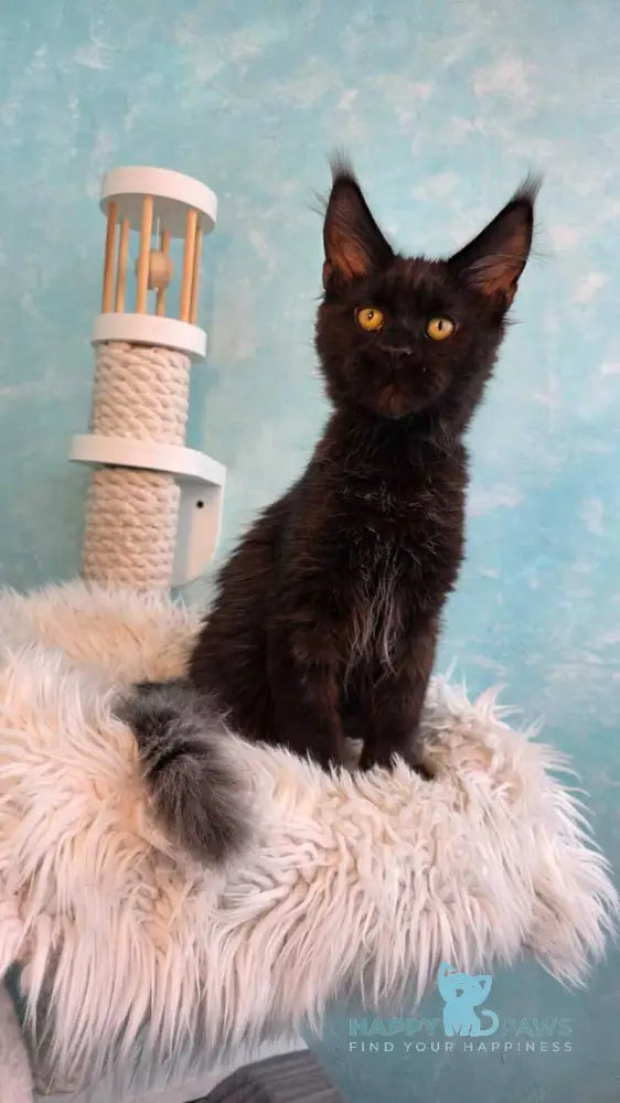 Pafos Maine Coon male black live animals
