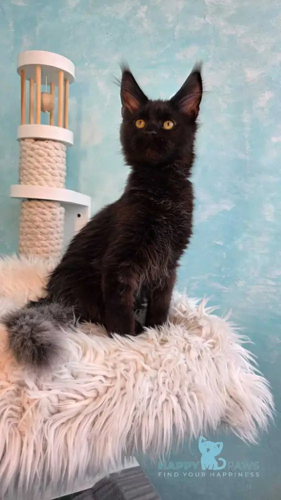 Pafos Maine Coon male black live animals