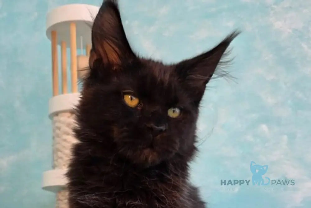 Pafos Maine Coon male black live animals