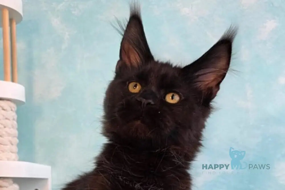 Pafos Maine Coon male black live animals