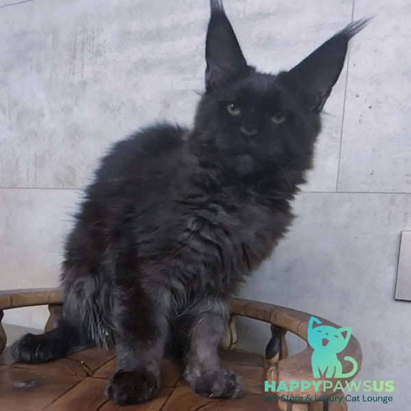 Paladin Maine Coon male black - live animals