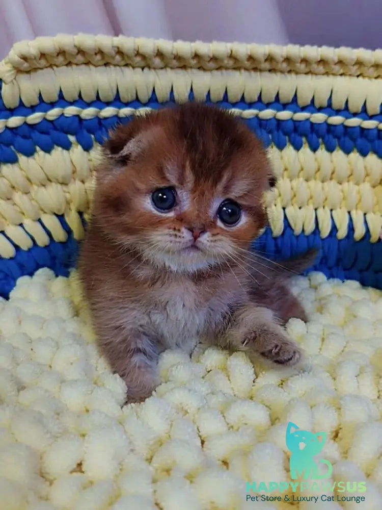 Paladin Scottish Fold male chocolate golden ticked tabby - live animals