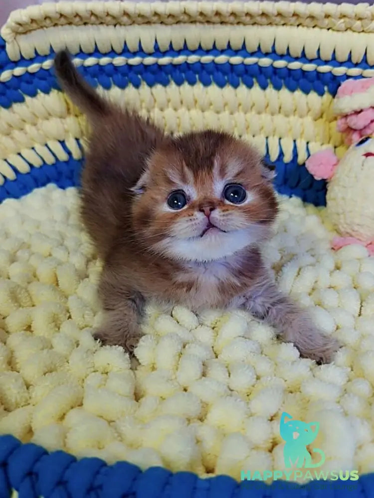 Paladin Scottish Fold male chocolate golden ticked tabby - live animals