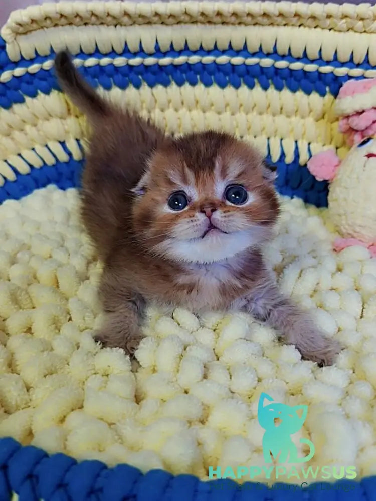 Paladin Scottish Fold male chocolate golden ticked tabby - live animals
