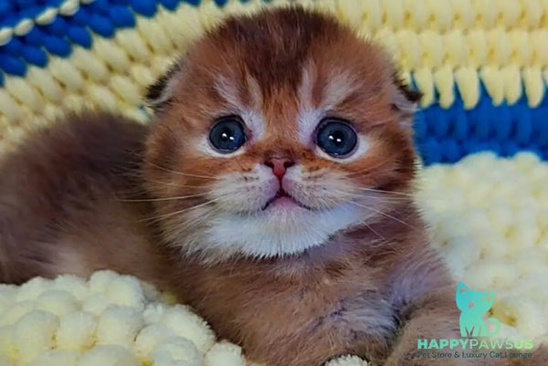Paladin Scottish Fold male chocolate golden ticked tabby - live animals