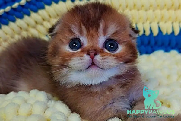 Paladin Scottish Fold male chocolate golden ticked tabby - live animals