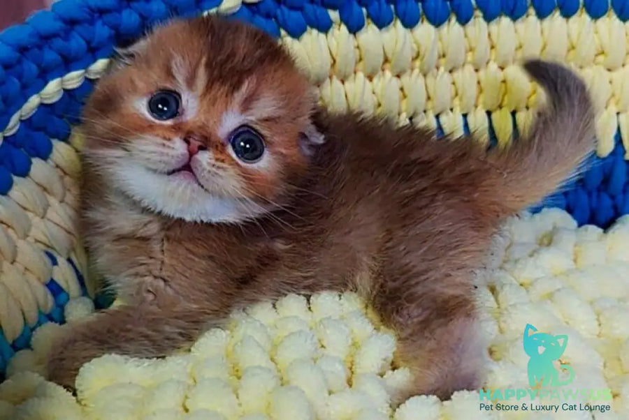 Paladin Scottish Fold male chocolate golden ticked tabby - live animals