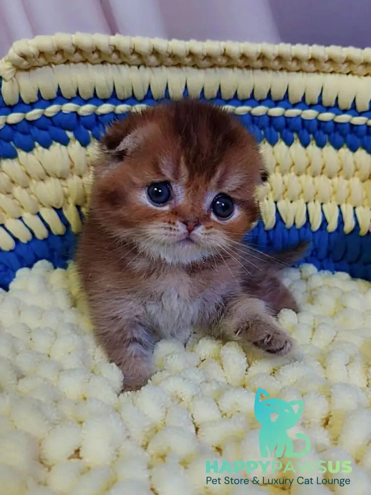 Paladin Scottish Fold male chocolate golden ticked tabby - live animals