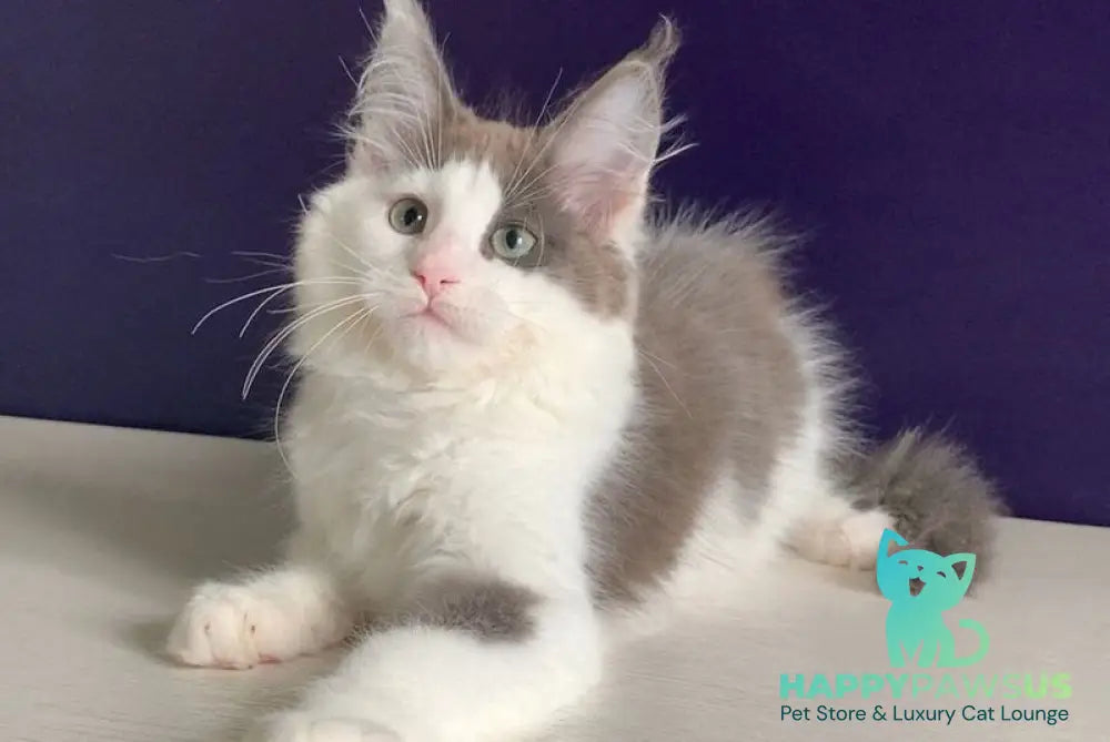 Palermo Maine Coon male blue bicolour - live animals
