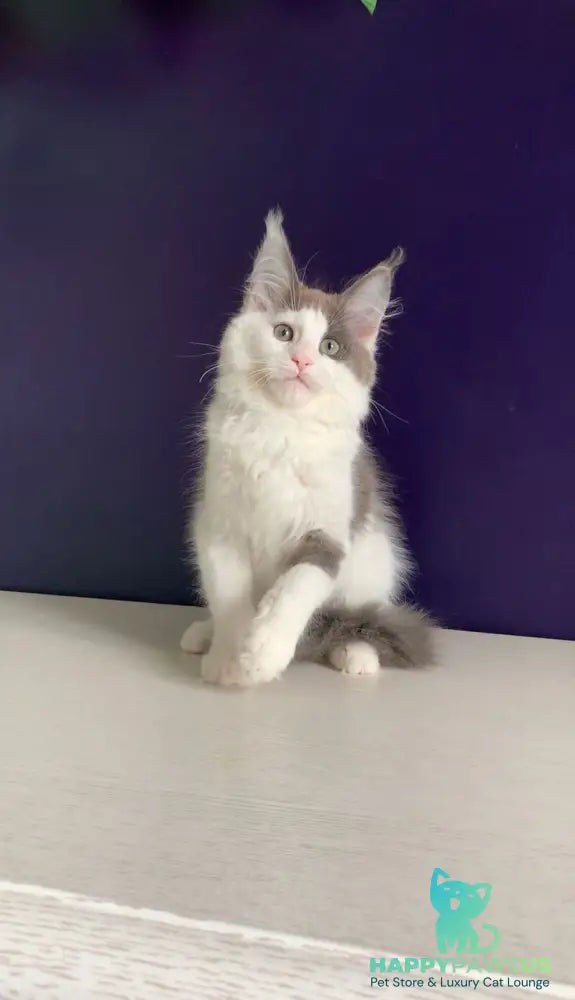 Palermo Maine Coon male blue bicolour - live animals