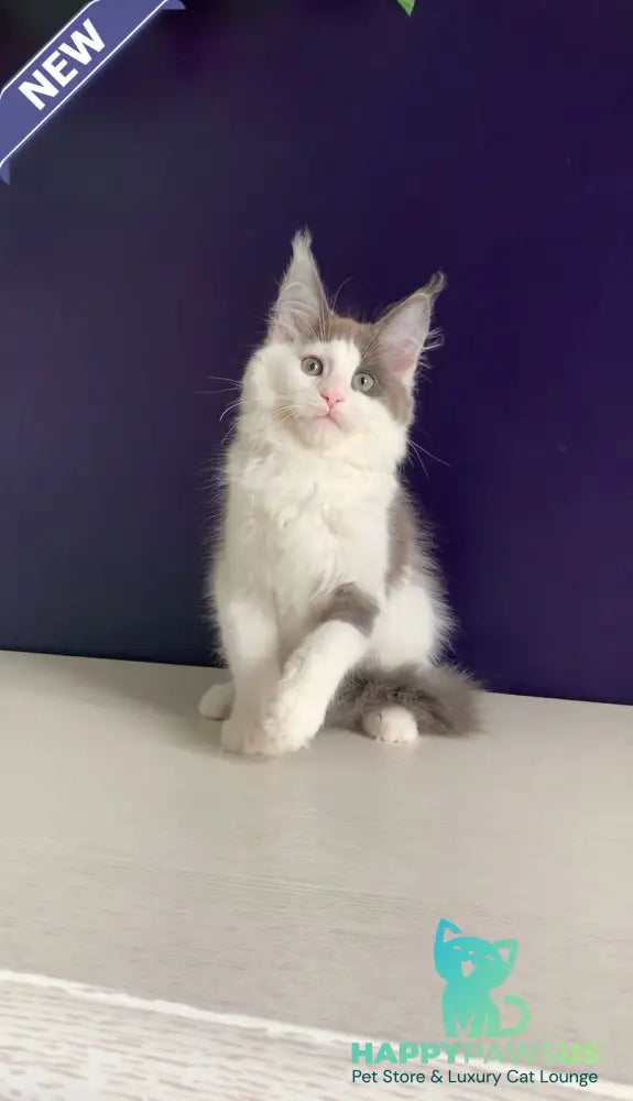 Palermo Maine Coon male blue bicolour - live animals