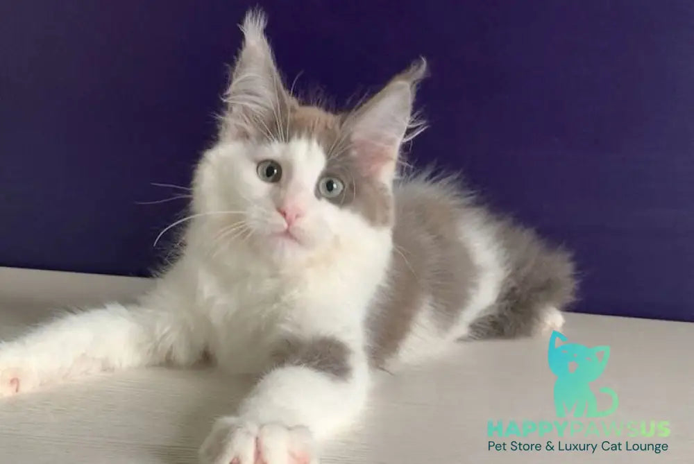 Palermo Maine Coon male blue bicolour - live animals