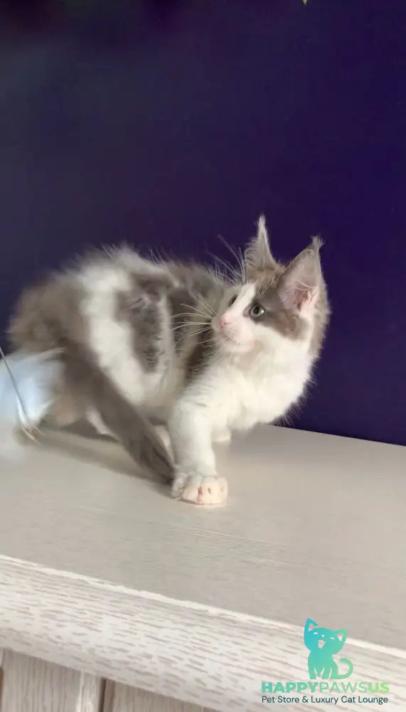 Palermo Maine Coon male blue bicolour - live animals