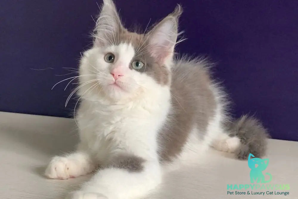 Palermo Maine Coon male blue bicolour - live animals