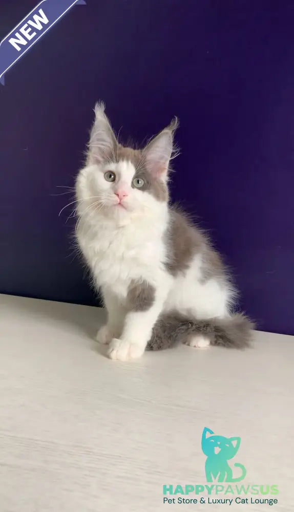 Palermo Maine Coon male blue bicolour - live animals