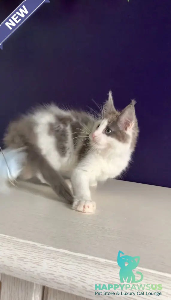 Palermo Maine Coon male blue bicolour - live animals