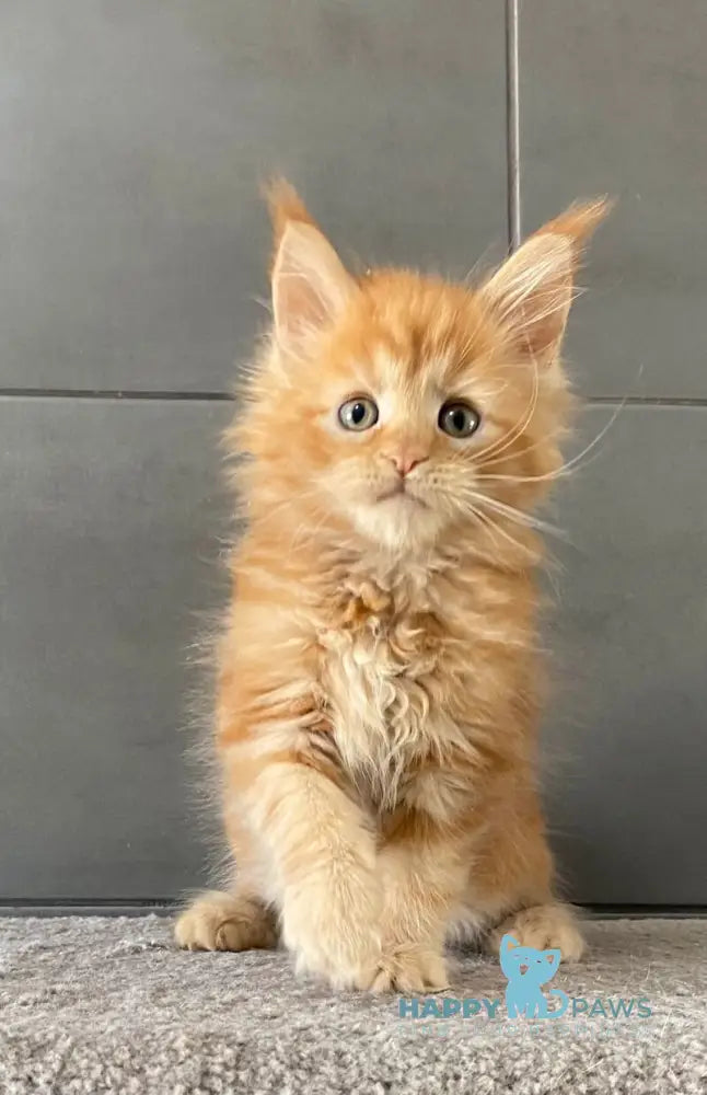 Palermo Maine Coon male red live animals