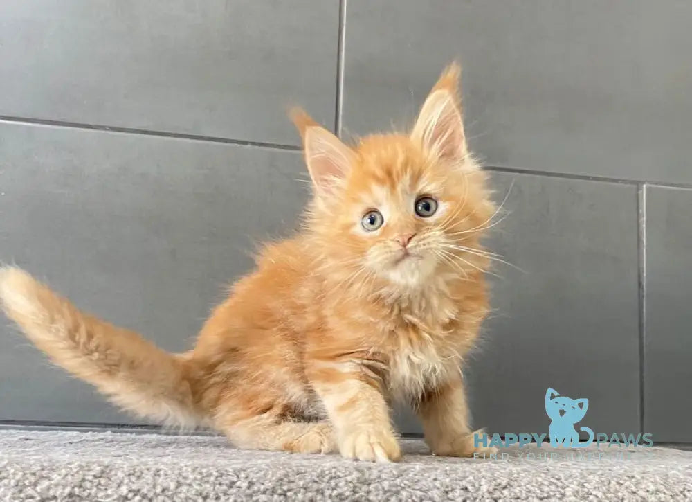 Palermo Maine Coon male red live animals