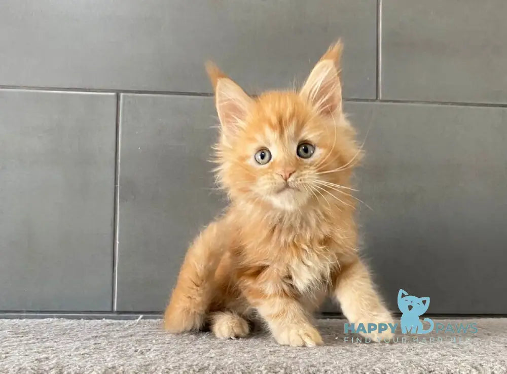 Palermo Maine Coon male red live animals