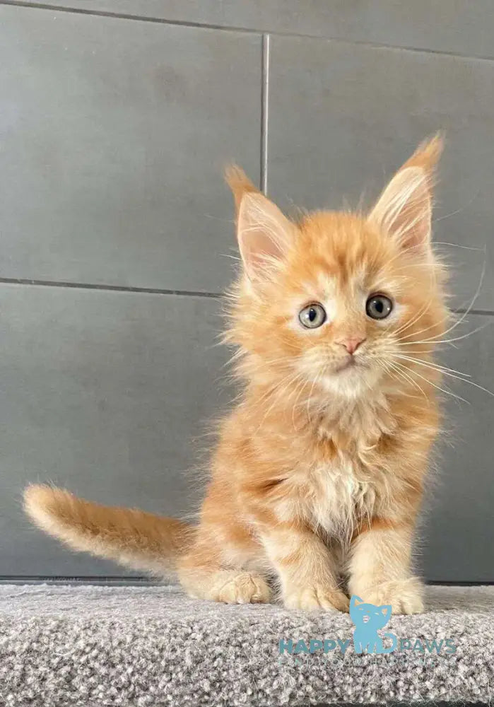 Palermo Maine Coon male red live animals