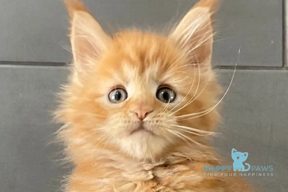 Palermo Maine Coon male red live animals