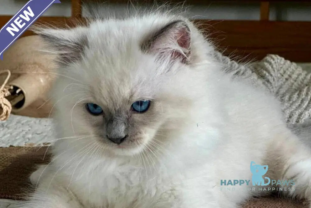 Palermo Ragdoll male blue mitted live animals