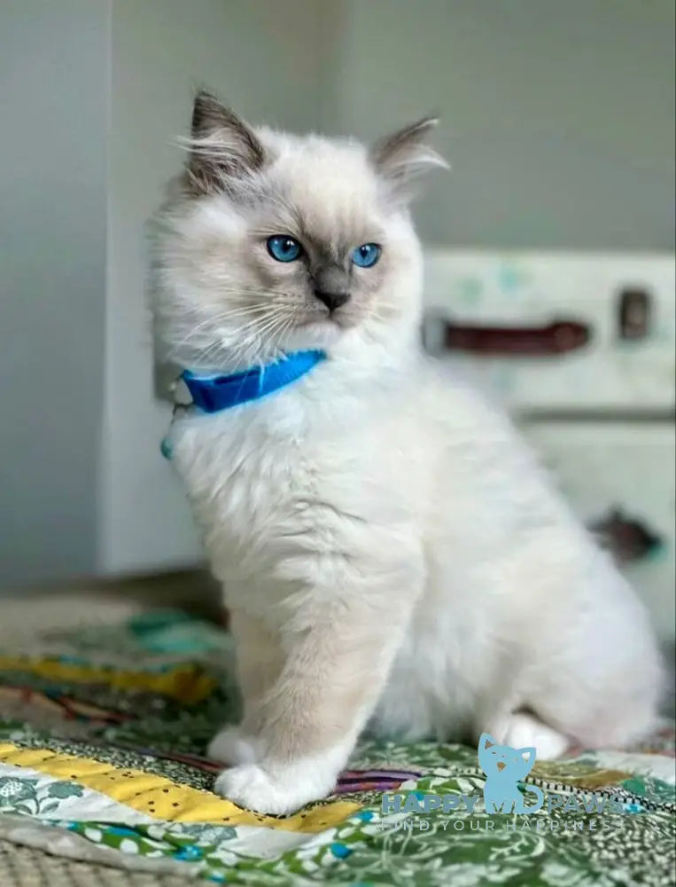 Palermo Ragdoll male blue mitted live animals