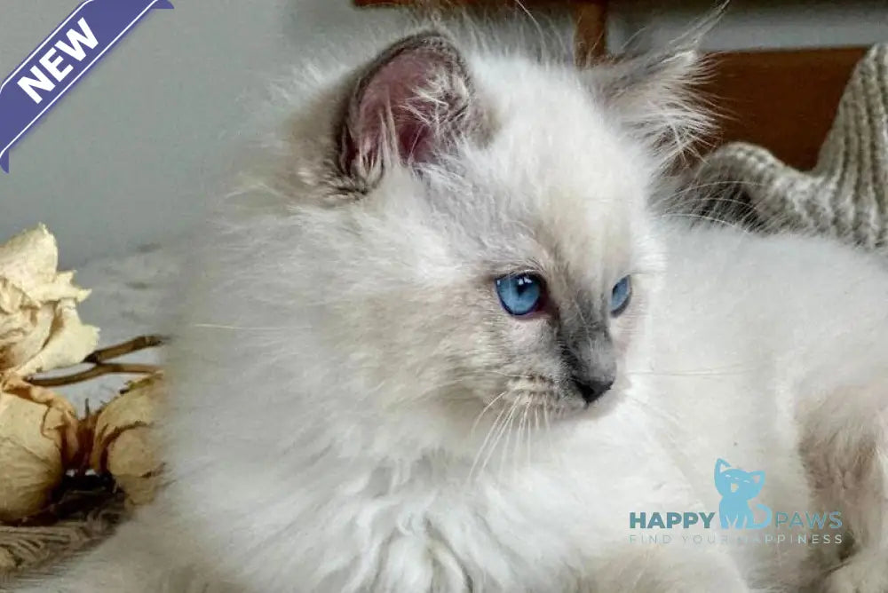 Palermo Ragdoll male blue mitted live animals