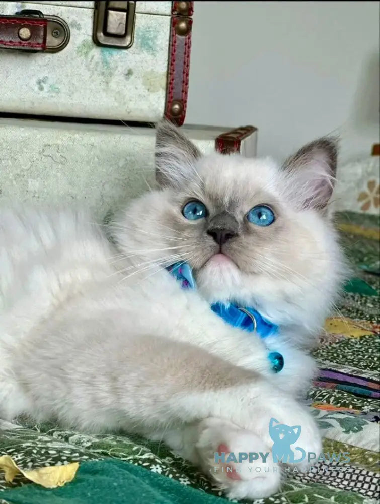 Palermo Ragdoll male blue mitted live animals