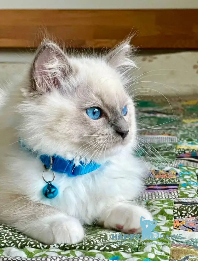 Palermo Ragdoll male blue mitted live animals