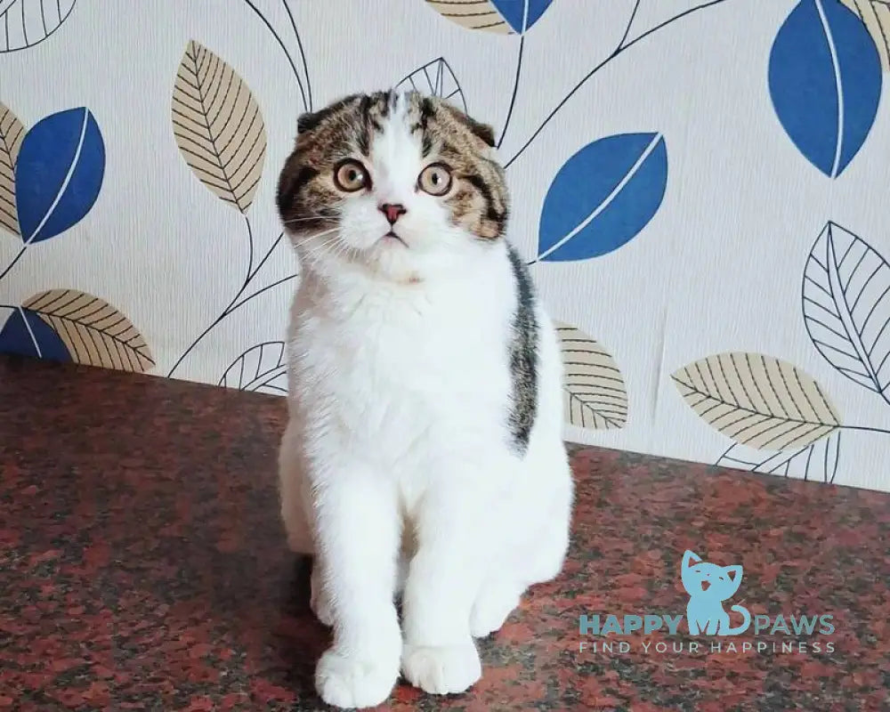 Palermo Scottish Fold male black tabby harlequin live animals