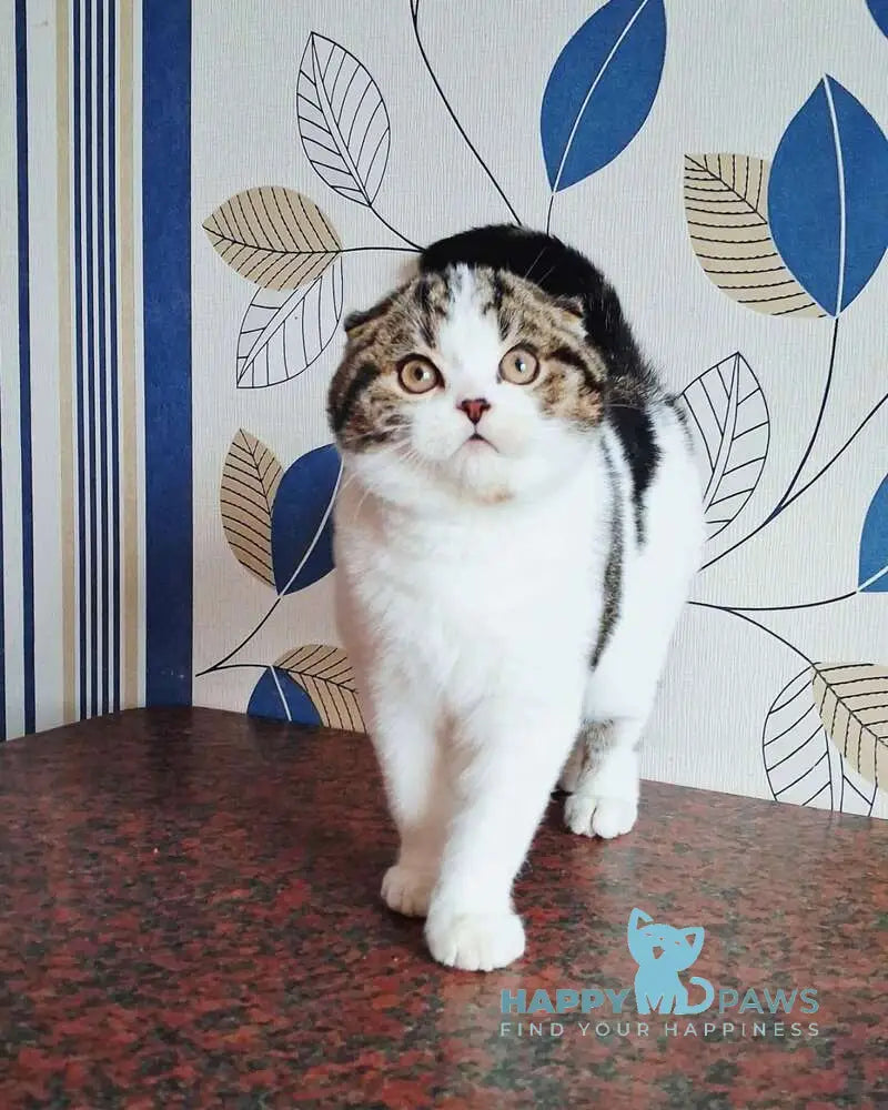 Palermo Scottish Fold male black tabby harlequin live animals