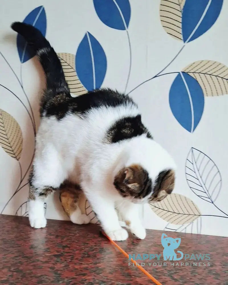 Palermo Scottish Fold male black tabby harlequin live animals