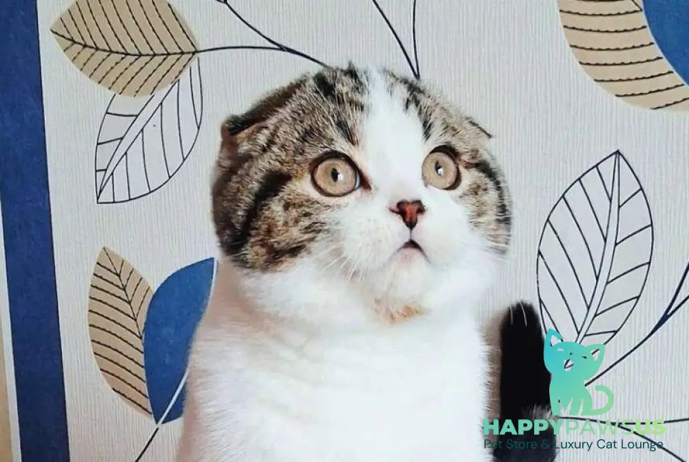 Palermo Scottish Fold male black tabby harlequin live animals