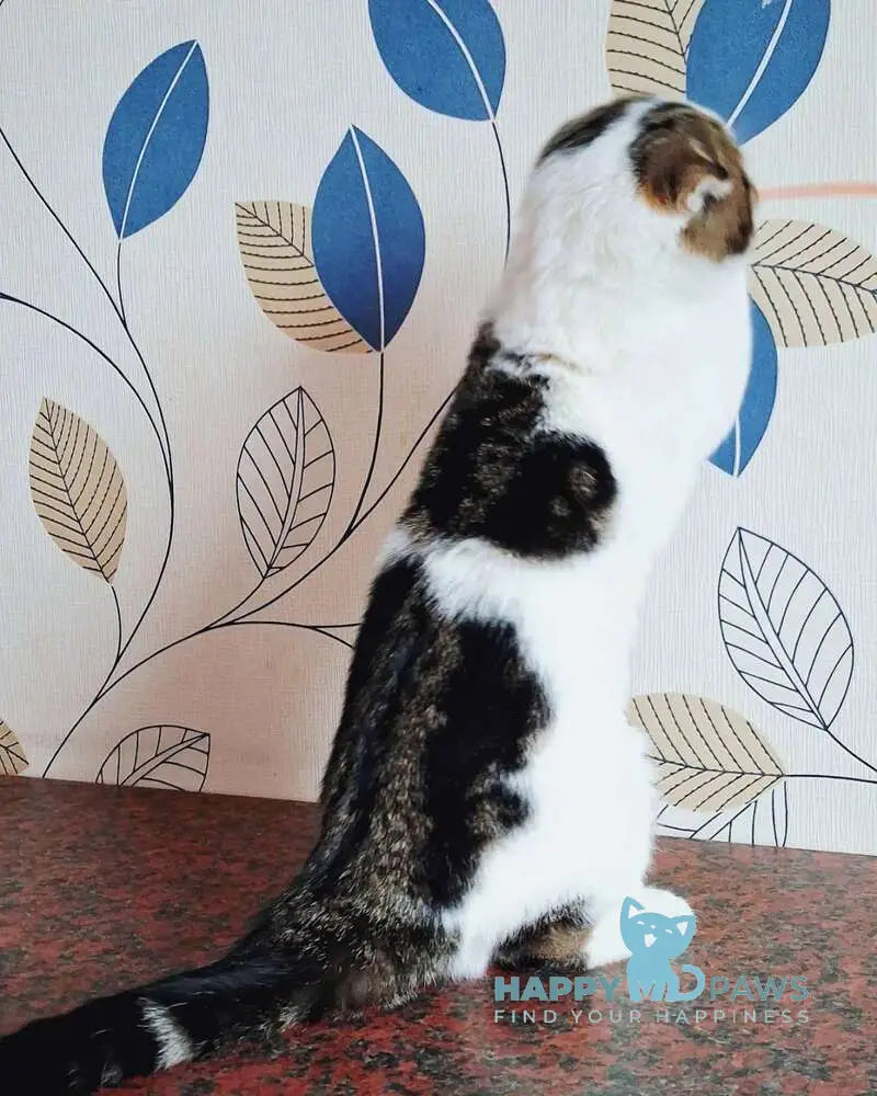 Palermo Scottish Fold male black tabby harlequin live animals