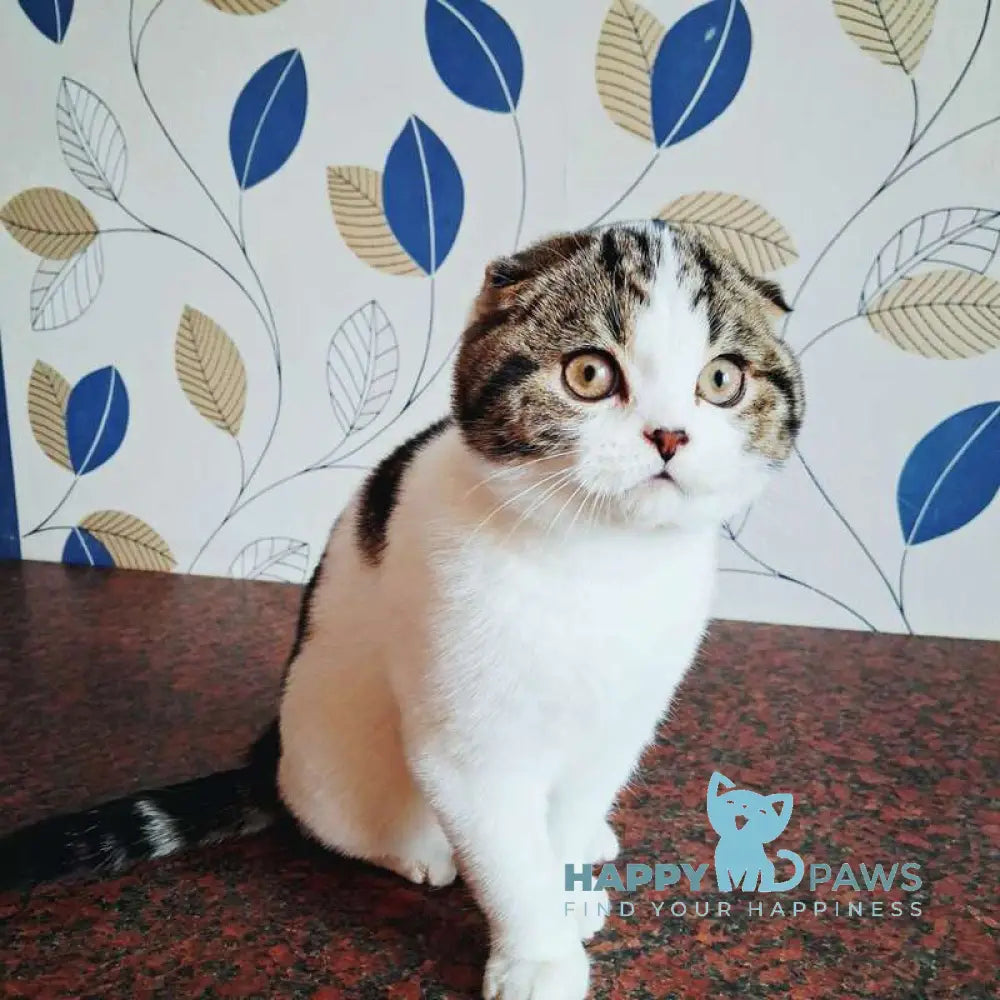 Palermo Scottish Fold male black tabby harlequin live animals