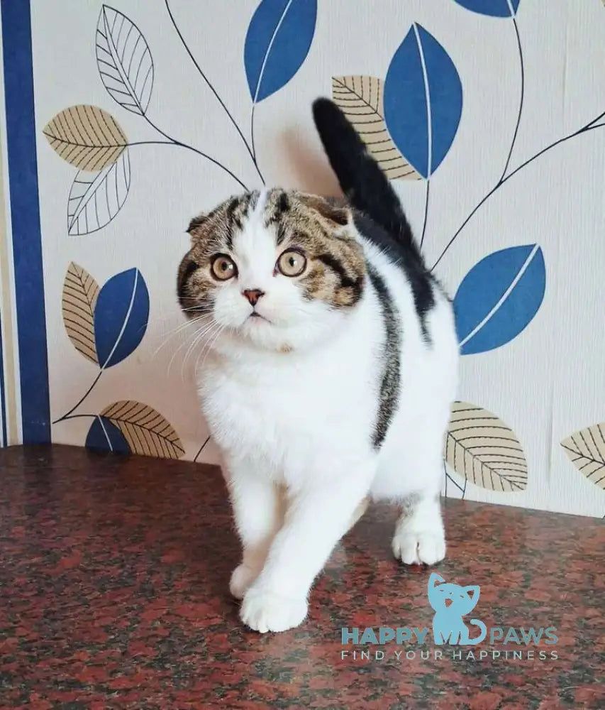 Palermo Scottish Fold male black tabby harlequin live animals