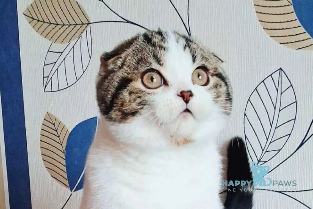 Palermo Scottish Fold male black tabby harlequin live animals