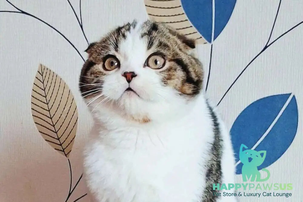 Palermo Scottish Fold male black tabby harlequin live animals