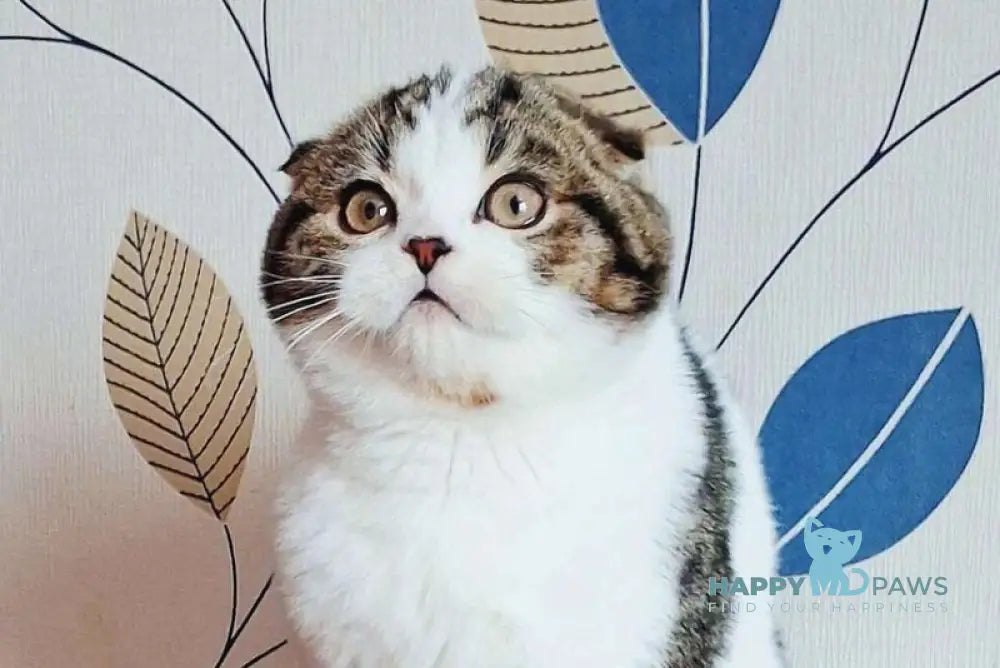 Palermo Scottish Fold male black tabby harlequin live animals