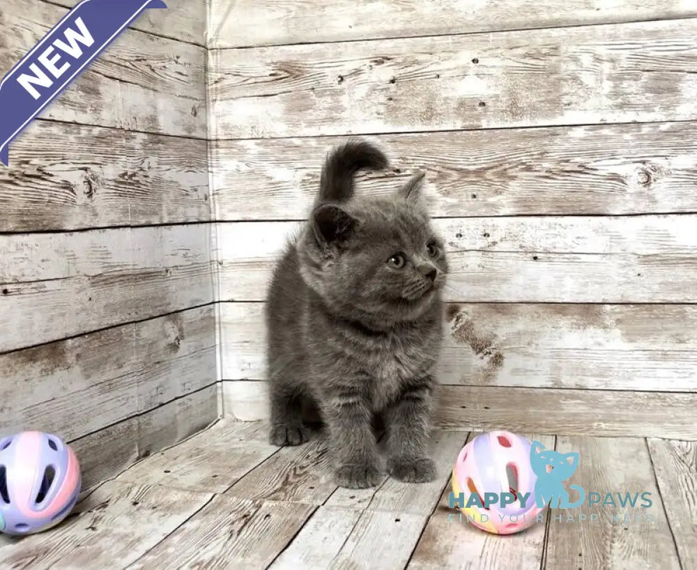 Paloma British Shorthair female blue live animals