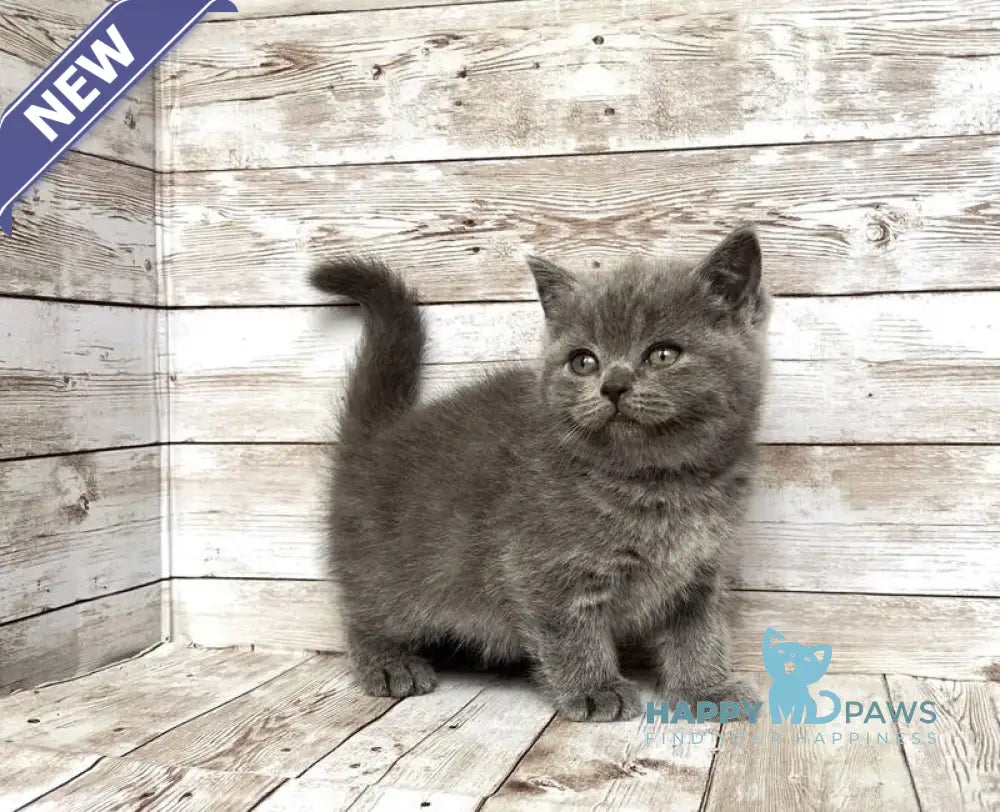 Paloma British Shorthair female blue live animals