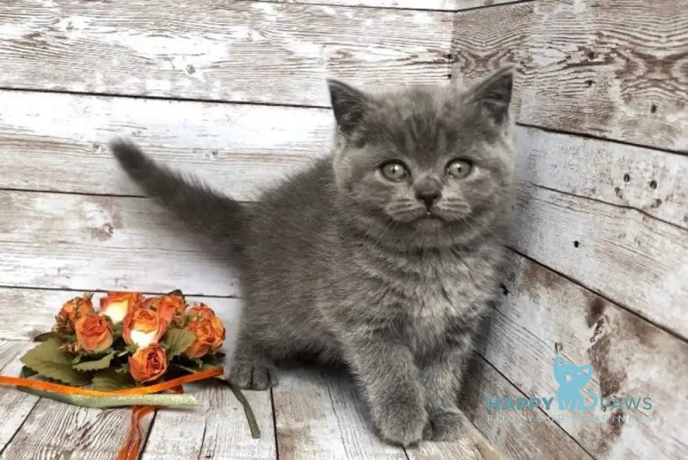 Paloma British Shorthair female blue live animals