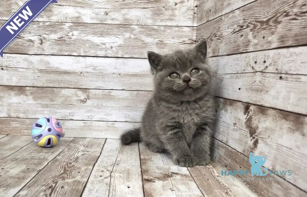 Paloma British Shorthair female blue live animals