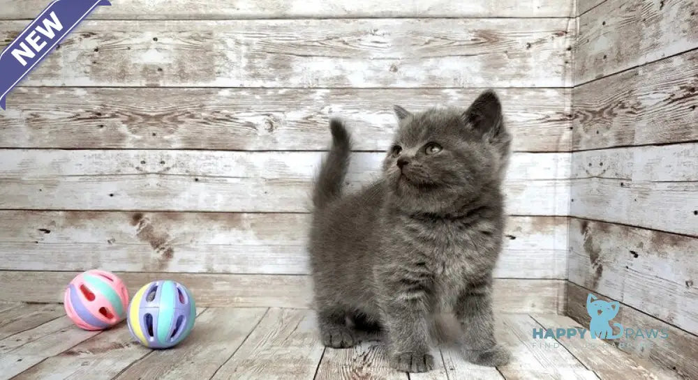 Paloma British Shorthair female blue live animals