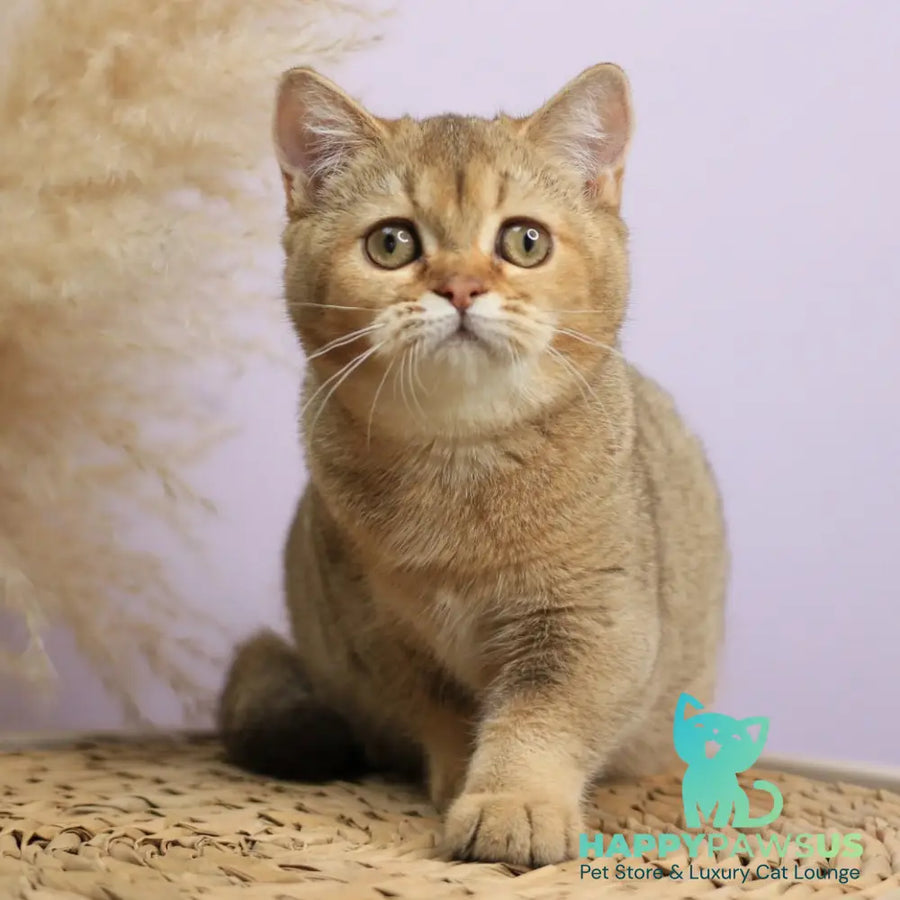 Paloma British Shorthair female chocolate golden ticked tabby - live animals