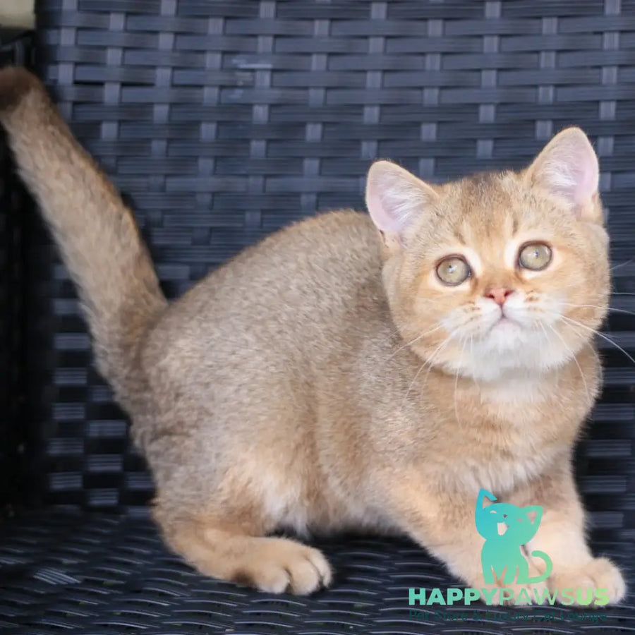 Paloma British Shorthair female chocolate golden ticked tabby - live animals