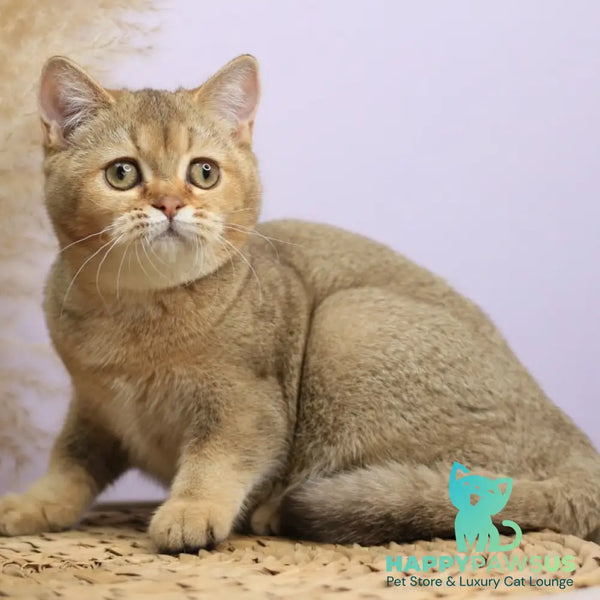 Paloma British Shorthair female chocolate golden ticked tabby - live animals
