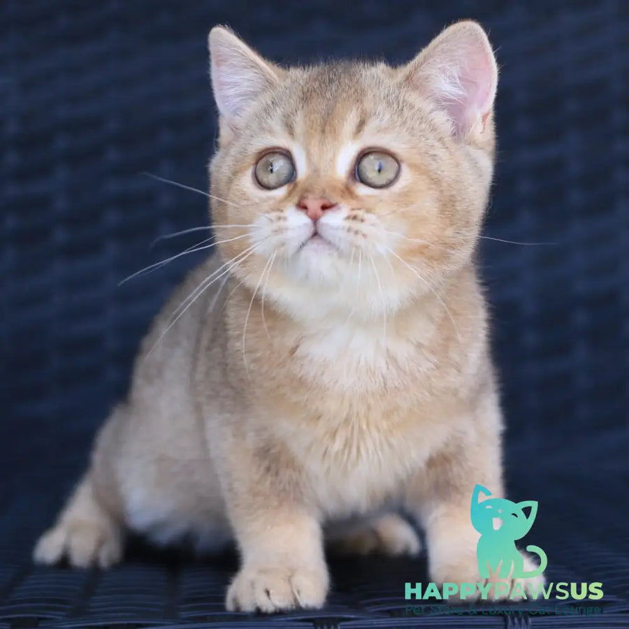 Paloma British Shorthair female chocolate golden ticked tabby - live animals
